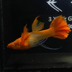 Albino Koi red see through